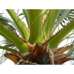 Washingtonia Robusta - Woestijnpalm 390-400cm art49086