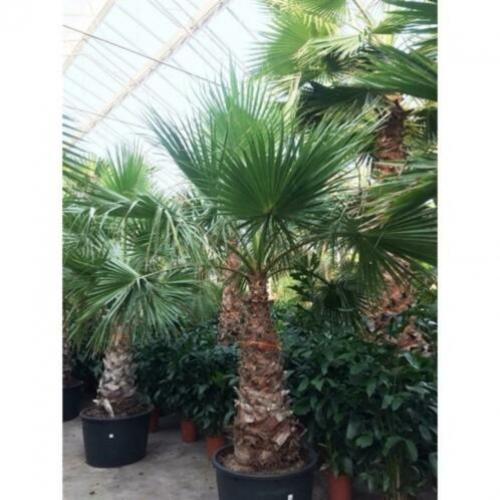Washingtonia Robusta - Woestijnpalm 390-400cm art49086