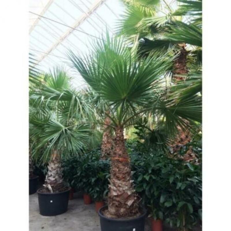 Washingtonia Robusta - Woestijnpalm 390-400cm art49086