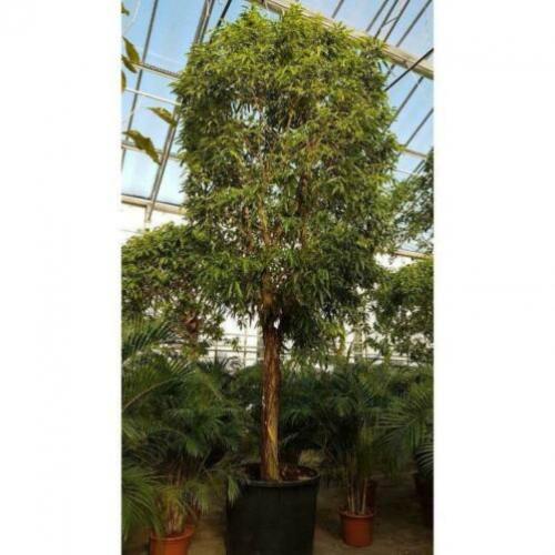 Ficus Maclellandii 'alii' - Jungle Boom 615-625cm art16895