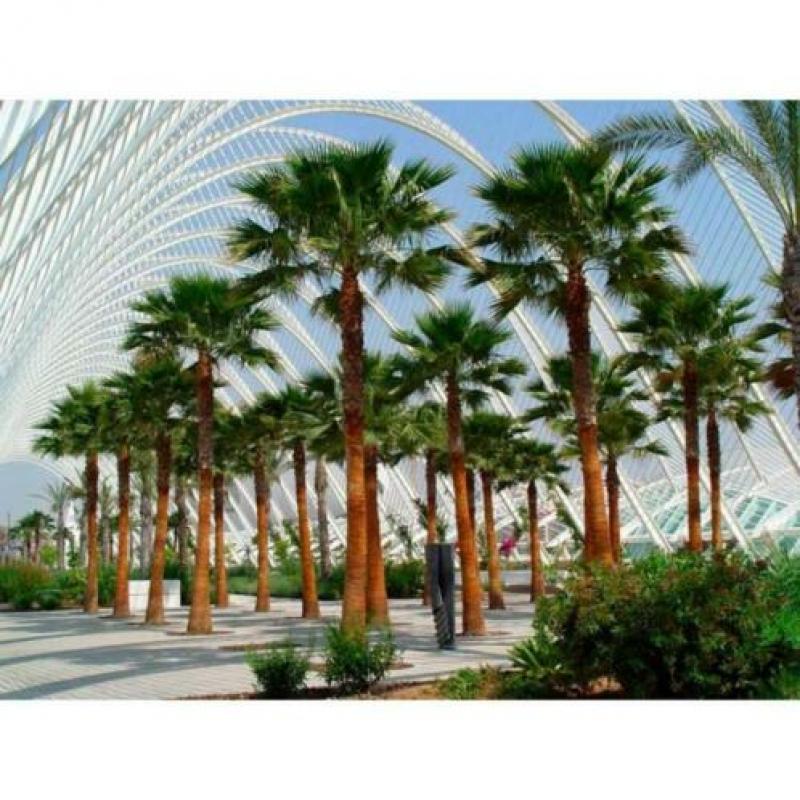 Washingtonia Robusta - Woestijnpalm 390-400cm art49086