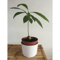 Avocado plantje boompje stekje plant boom stek avocadoplant
