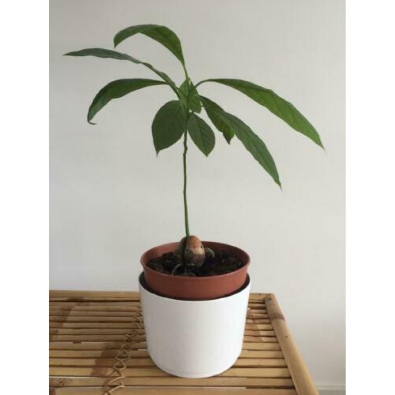 Avocado plantje boompje stekje plant boom stek avocadoplant