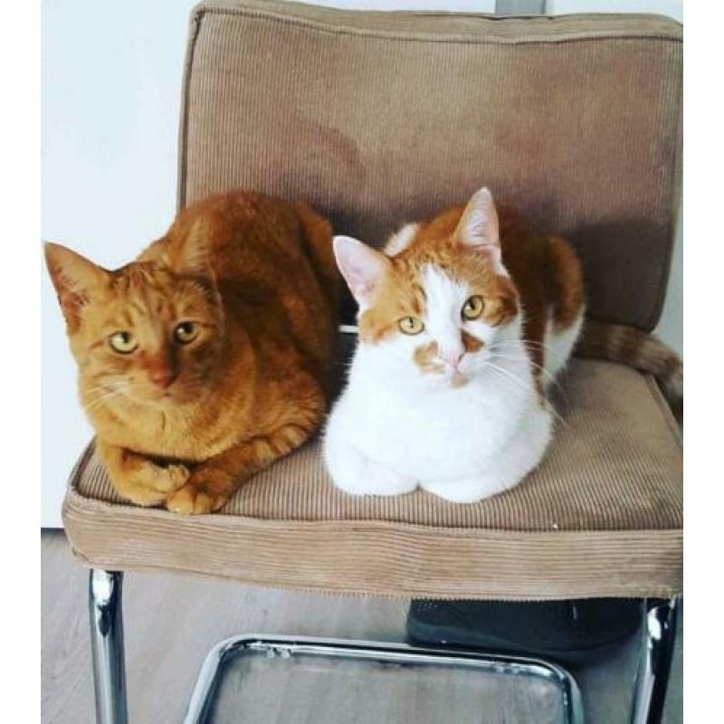 Helaas zoeken wij een nieuw huisje voor onze lieve bandit