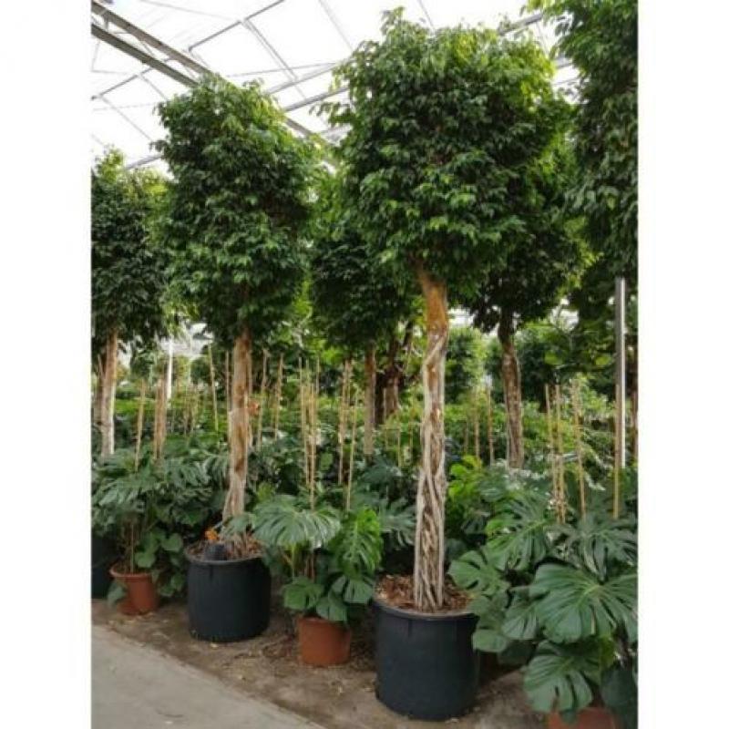 Ficus Benjamina 'columnar' - Treurvijg art25896