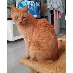 Helaas zoeken wij een nieuw huisje voor onze lieve bandit