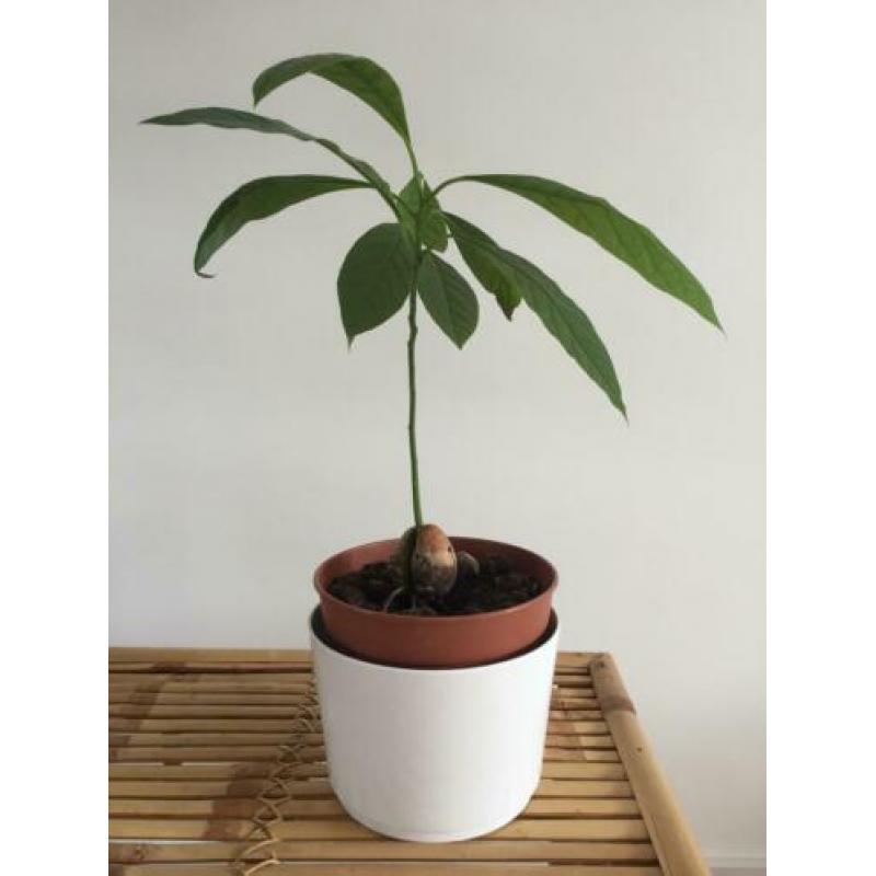 Avocado plantje boompje stekje plant boom stek avocadoplant