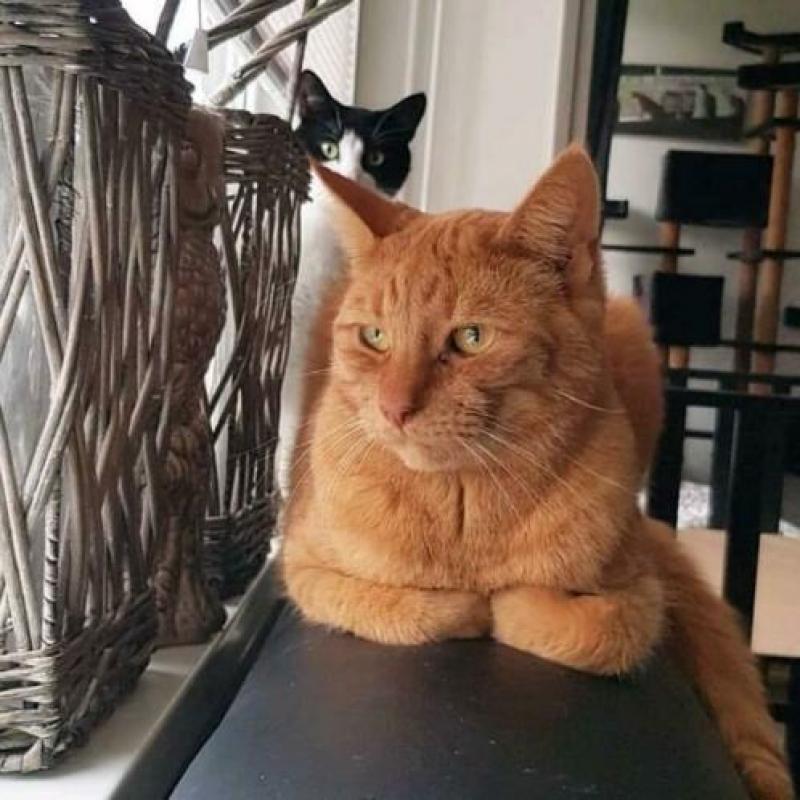 Helaas zoeken wij een nieuw huisje voor onze lieve bandit