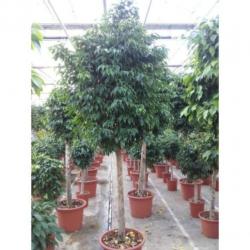 Ficus Benjamina 'columnar' - Treurvijg art25896