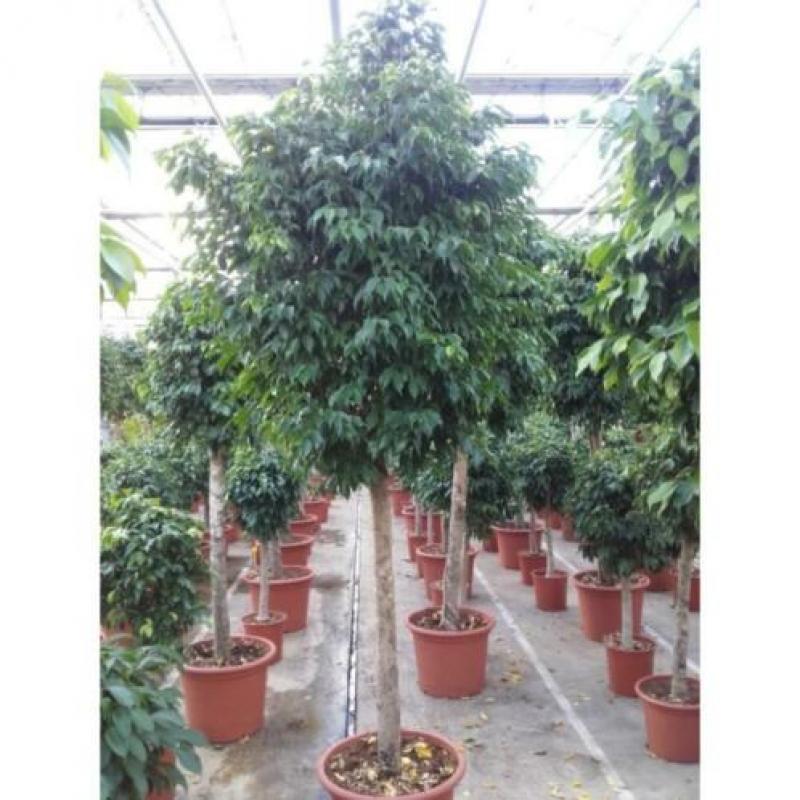 Ficus Benjamina 'columnar' - Treurvijg art25896