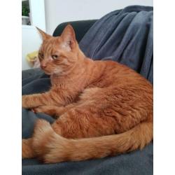 Helaas zoeken wij een nieuw huisje voor onze lieve bandit