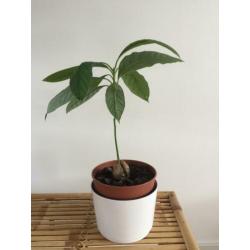 Avocado plantje boompje stekje plant boom stek avocadoplant