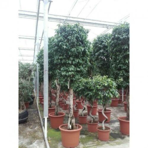 Ficus Benjamina 'columnar' - Treurvijg art25896