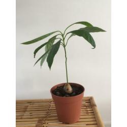 Avocado plantje boompje stekje plant boom stek avocadoplant