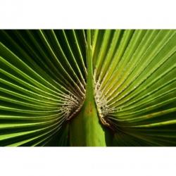 Washingtonia Robusta - Woestijnpalm 390-400cm art49086