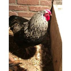 Wyandotte haan te koop