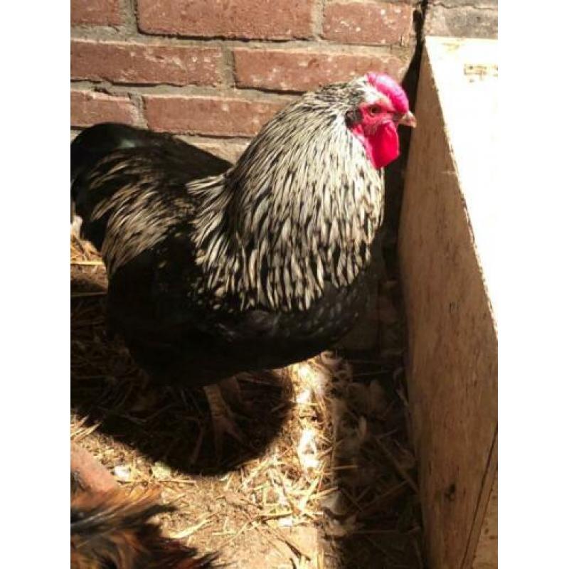 Wyandotte haan te koop