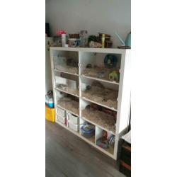 Mooie Hamsterflat .