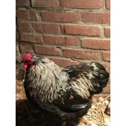 Wyandotte haan te koop