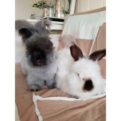 Angora konijnen
