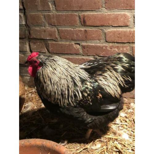Wyandotte haan te koop