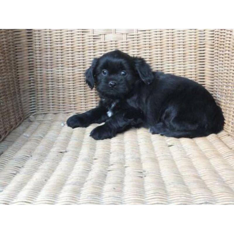 middelslag Boomer x Tibetaanse terrier pups