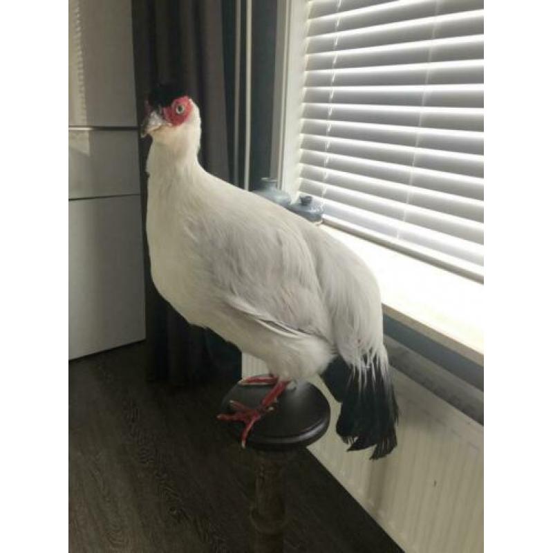 Opgezette witte fazant op sokkel