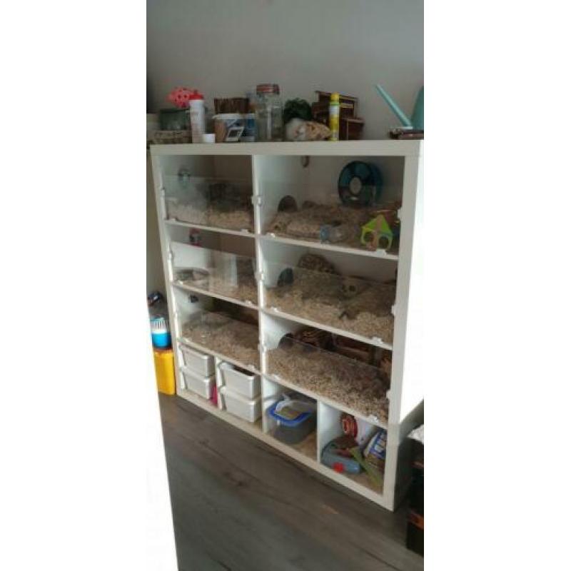 Mooie Hamsterflat .