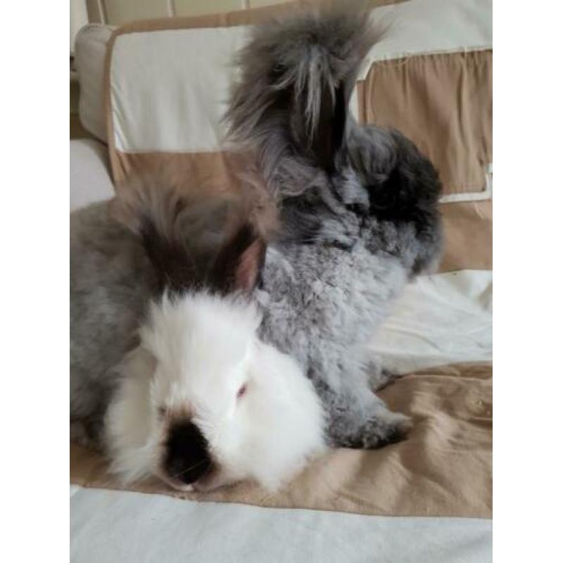 Angora konijnen