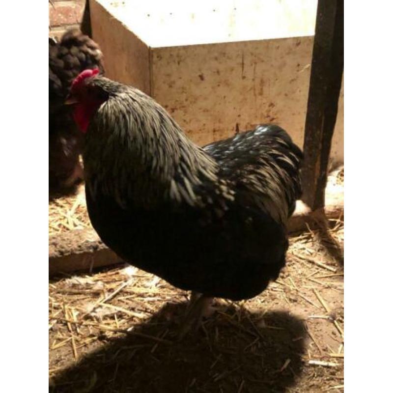 Wyandotte haan te koop