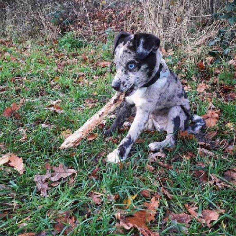 Dit Prachtig unieke hondje v 6maanden zoekt een top baasje!