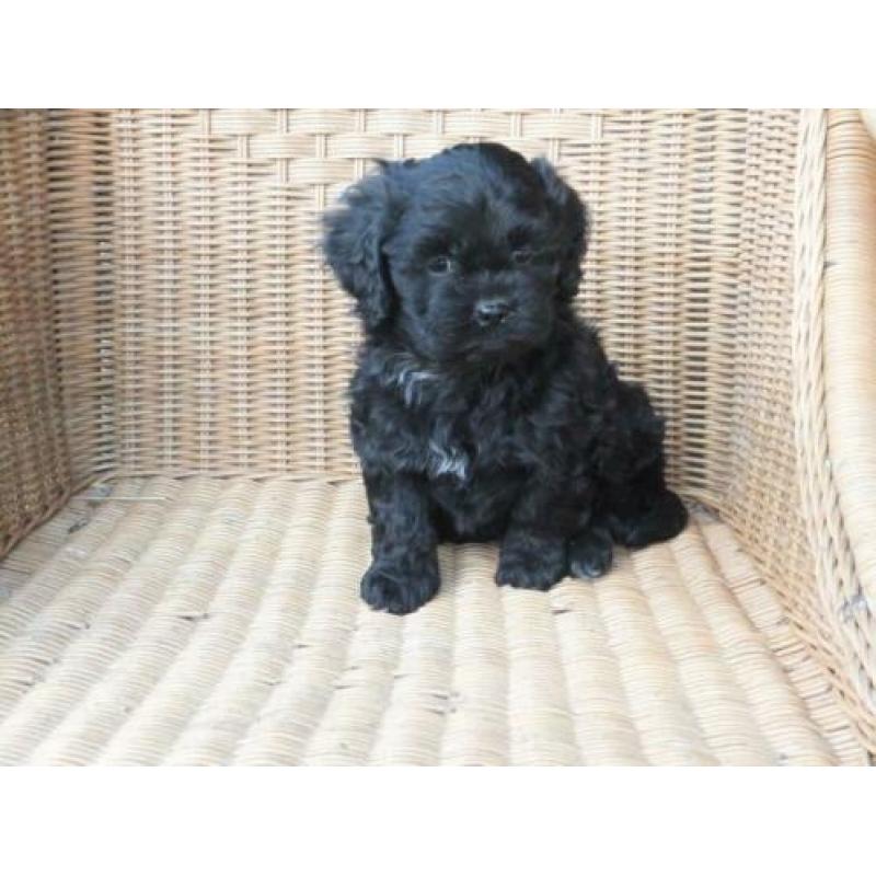 middelslag Boomer x Tibetaanse terrier pups