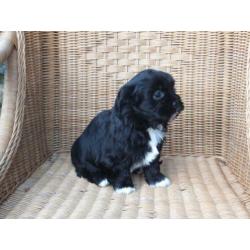middelslag Boomer x Tibetaanse terrier pups