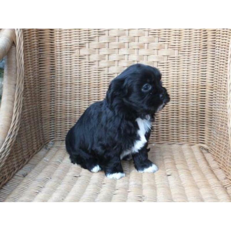 middelslag Boomer x Tibetaanse terrier pups