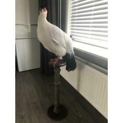 Opgezette witte fazant op sokkel