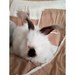 Angora konijnen