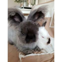 Angora konijnen