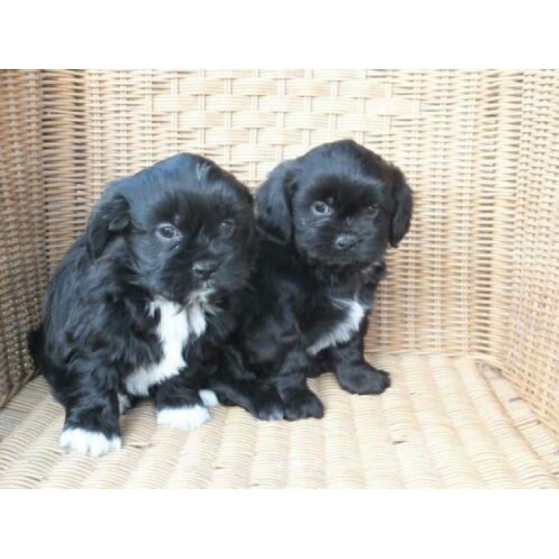 middelslag Boomer x Tibetaanse terrier pups
