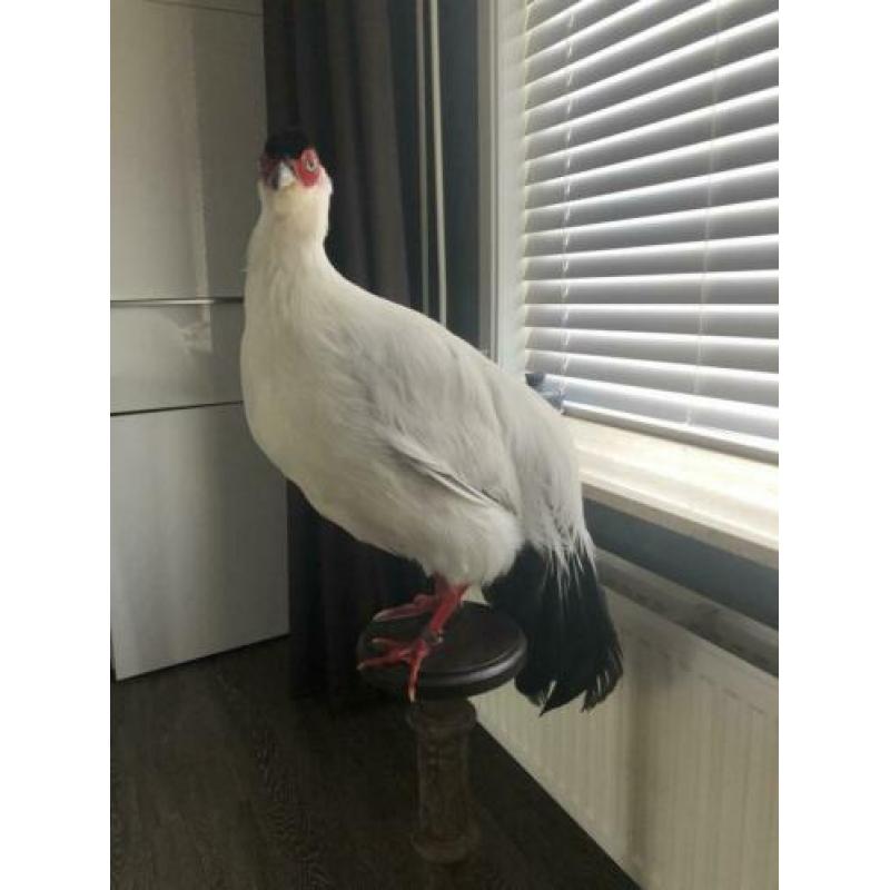 Opgezette witte fazant op sokkel