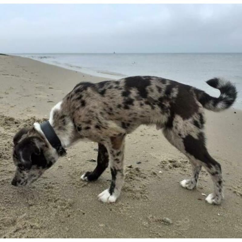 Dit Prachtig unieke hondje v 6maanden zoekt een top baasje!
