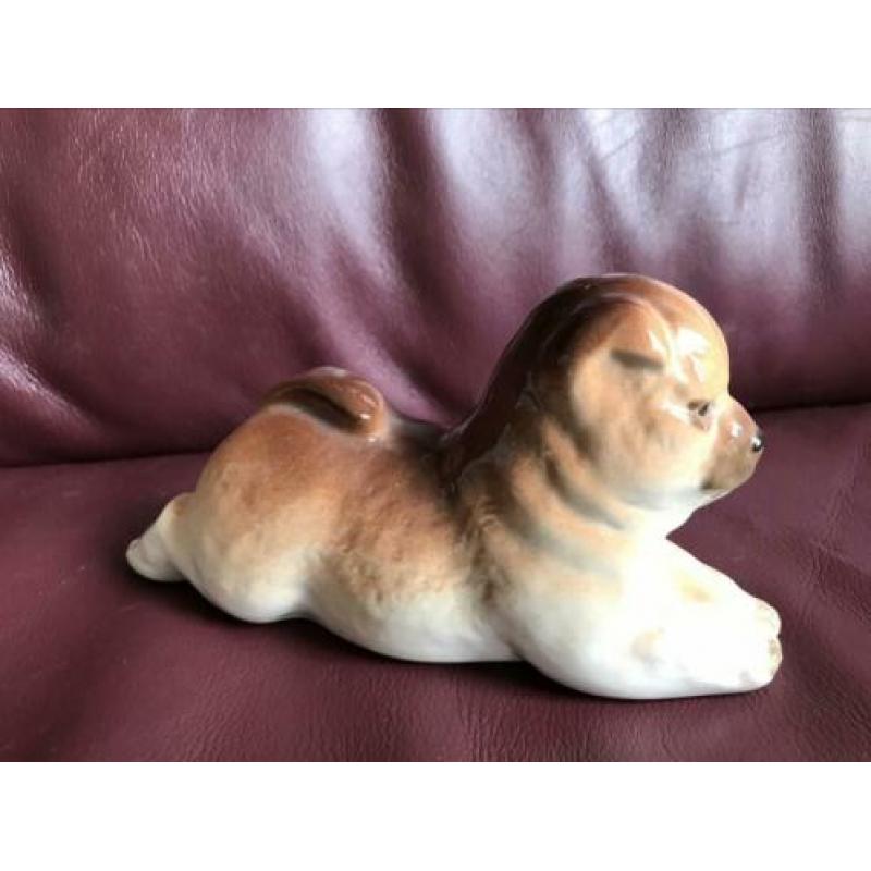 Chowchow pup