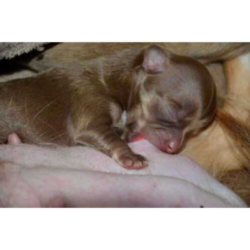 Raszuivere Chihuahua pup Choco Tan reu