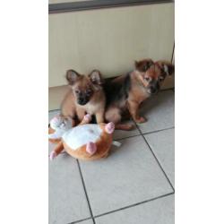 Twee schattige pomchi pupjes