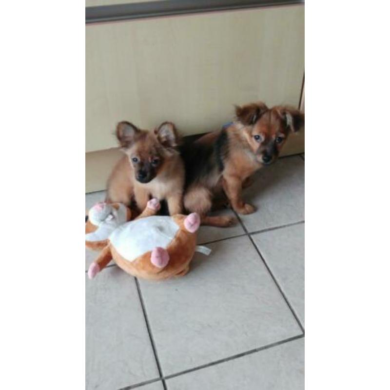 Twee schattige pomchi pupjes