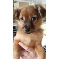 Twee schattige pomchi pupjes