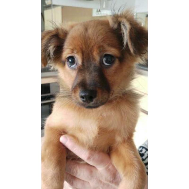Twee schattige pomchi pupjes