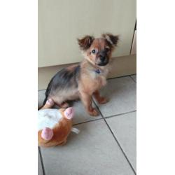 Twee schattige pomchi pupjes