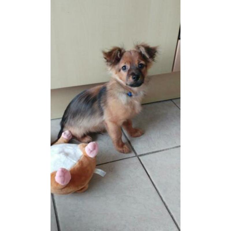Twee schattige pomchi pupjes