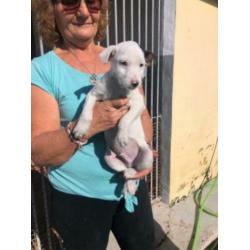 Animal in need: Bas, binnenkort in NL te bezoeken