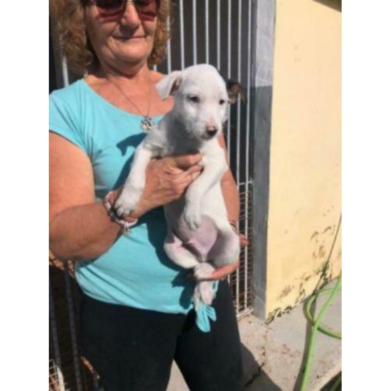 Animal in need: Bas, binnenkort in NL te bezoeken